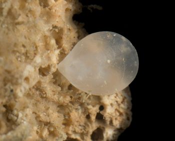 Media type: image;   Invertebrate Zoology 60885 Description: Digital photograph of specimen in life.;